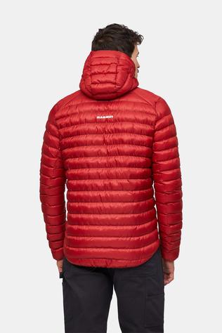 Albula In Hooded Isolatiejas